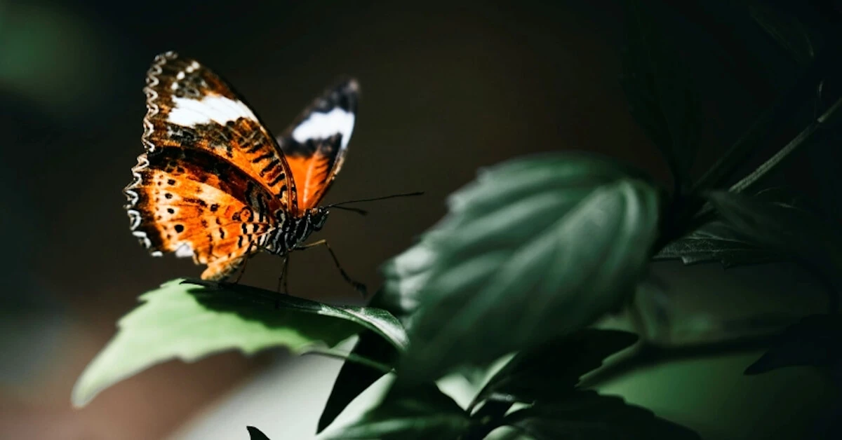 Conducting Fieldwork During COVID-19: Perspectives from a Field Biologist image